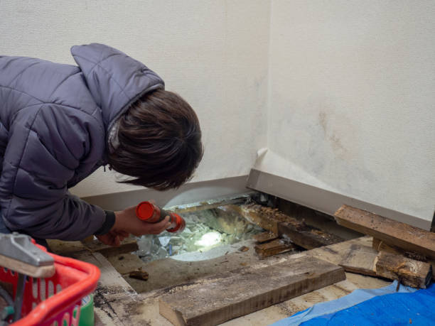 Best Mold Prevention Services  in Hettinger, ND