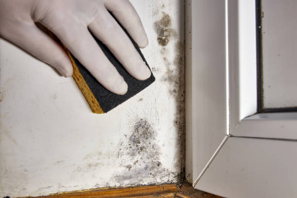 Best HVAC Mold Inspection and Cleaning  in Hettinger, ND